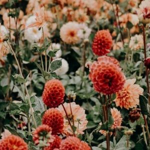 Meet your Posher, Ellie